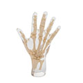 X-Ray Phantom Hand, transparent 2